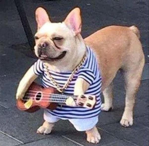 dog-guitar.jpg